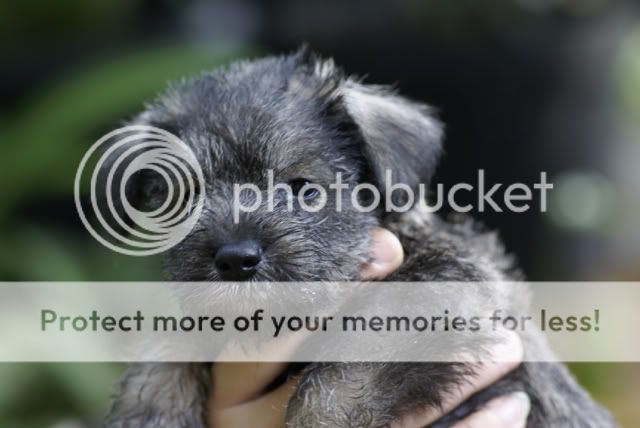 Colossus Pictures, Images and Photos