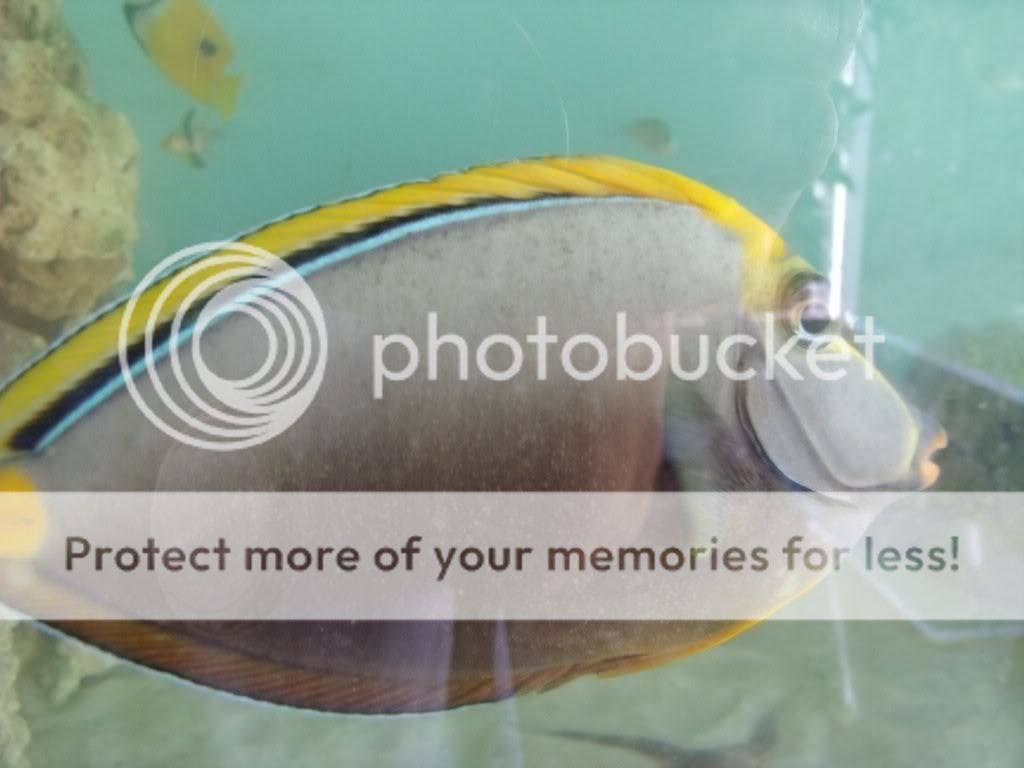 black spots on fish The Reef Tank