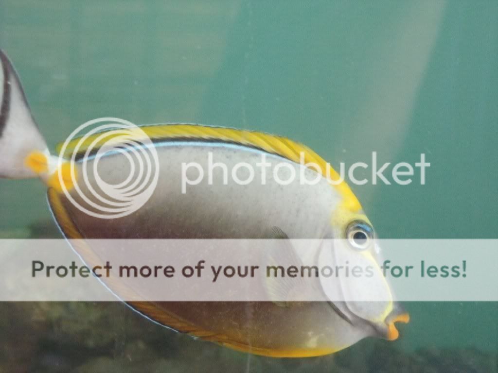 black spots on fish The Reef Tank