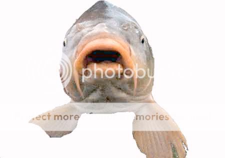 carp.jpg